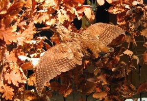 Une b�casse en plein vol