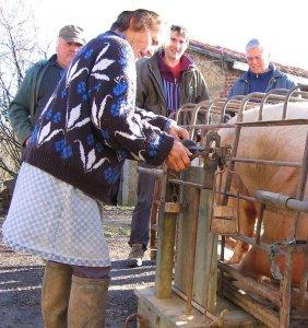 La pese du cochon !